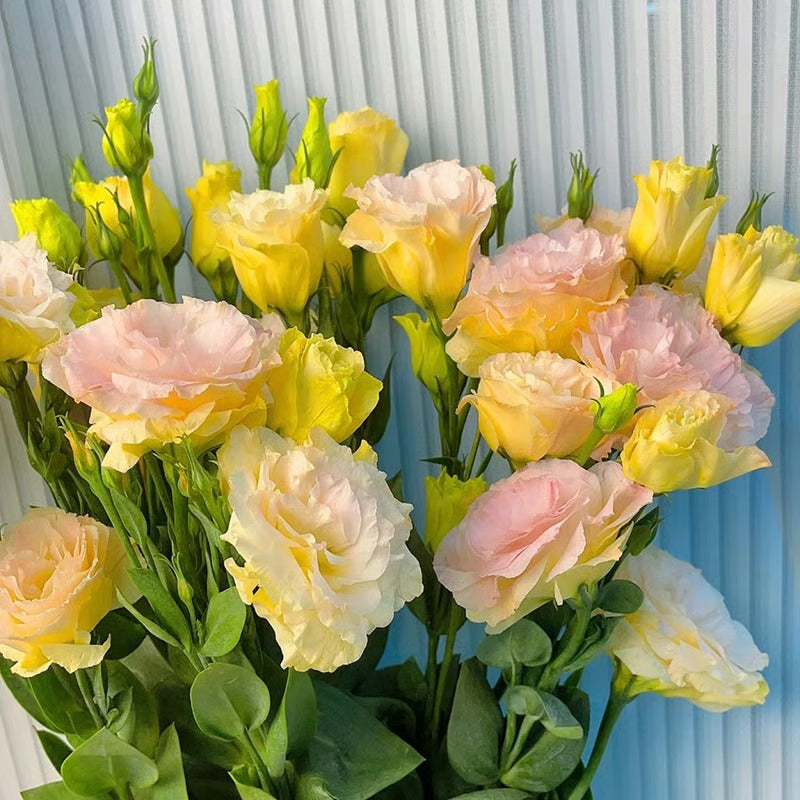 GardenMuse – Elegant Multi-Color Flower Seeds
