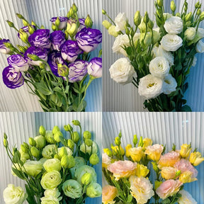 GardenMuse – Elegant Multi-Color Flower Seeds