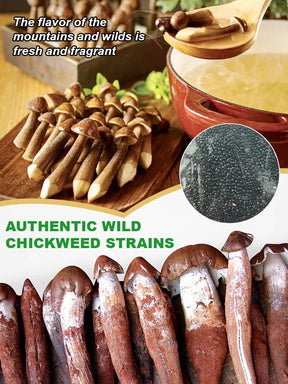 TerraFungi – Exotic Termitomyces Strain