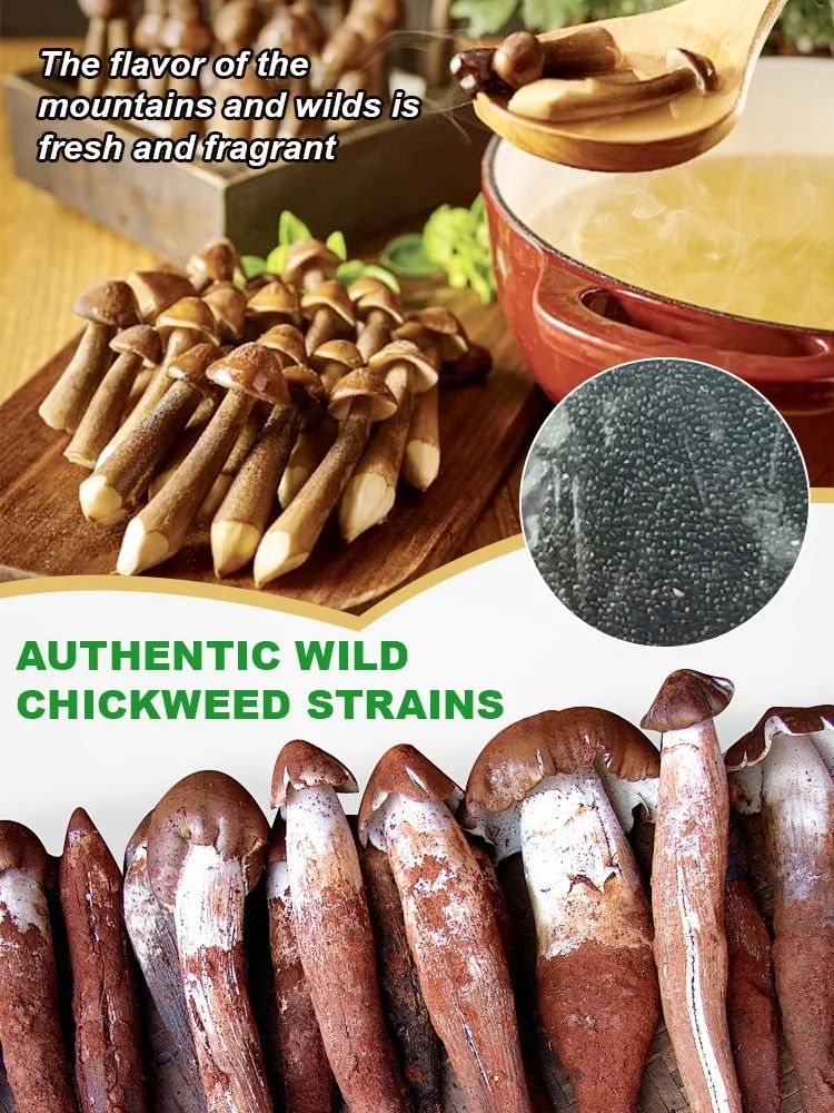 TerraFungi – Exotic Termitomyces Strain