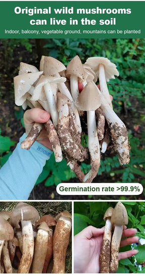 TerraFungi – Exotic Termitomyces Strain