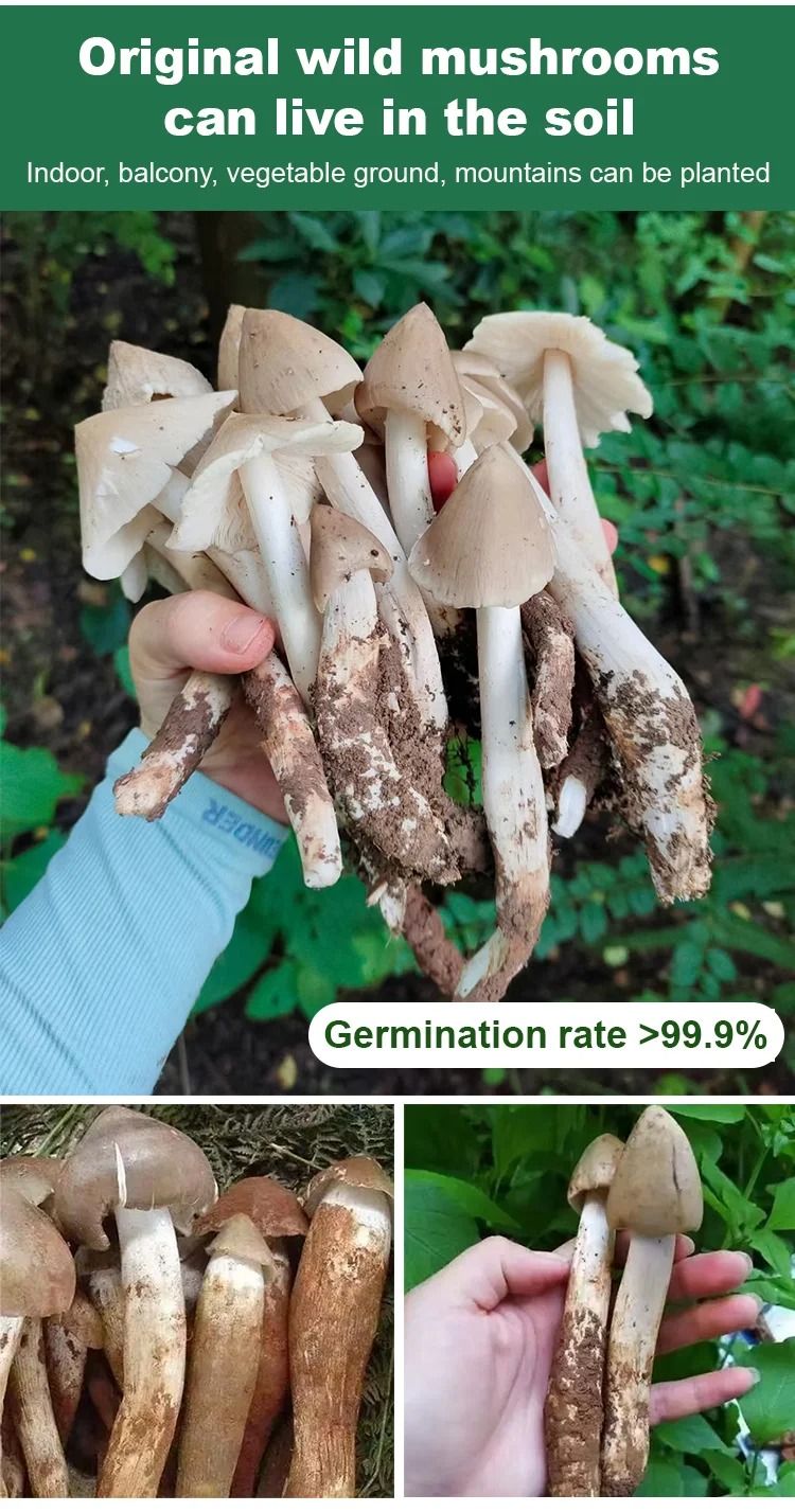 TerraFungi – Exotic Termitomyces Strain