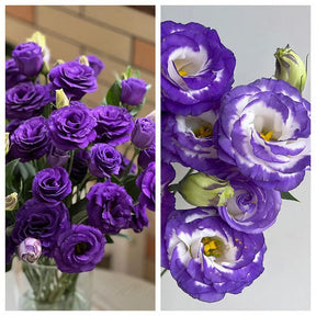 GardenMuse – Elegant Multi-Color Flower Seeds
