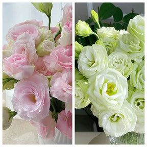 GardenMuse – Elegant Multi-Color Flower Seeds