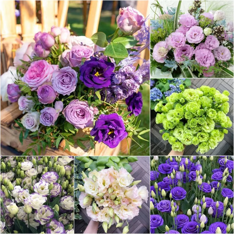 GardenMuse – Elegant Multi-Color Flower Seeds