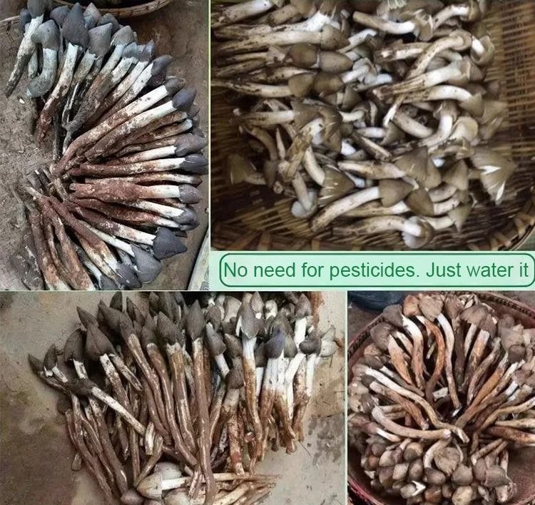 TerraFungi – Exotic Termitomyces Strain