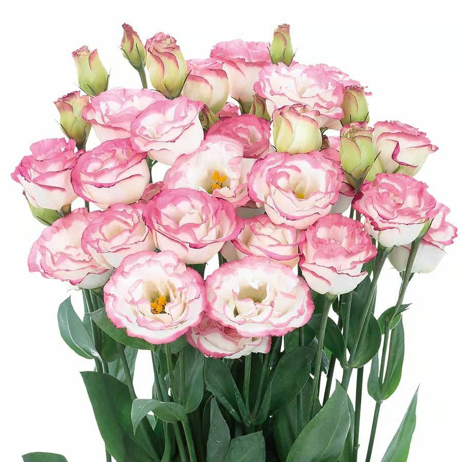 GardenMuse – Elegant Multi-Color Flower Seeds