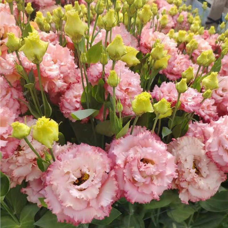 GardenMuse – Elegant Multi-Color Flower Seeds
