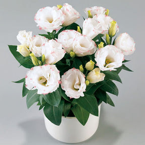 GardenMuse – Elegant Multi-Color Flower Seeds