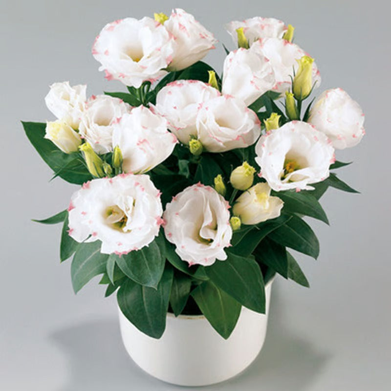 GardenMuse – Elegant Multi-Color Flower Seeds