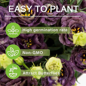 GardenMuse – Elegant Multi-Color Flower Seeds