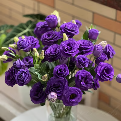 GardenMuse – Elegant Multi-Color Flower Seeds