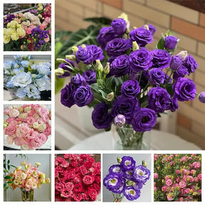 GardenMuse – Elegant Multi-Color Flower Seeds